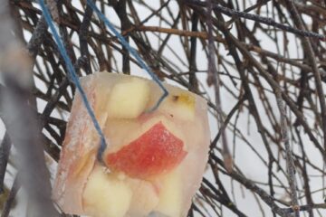 Gardumi spārnotājiem draugiem 33