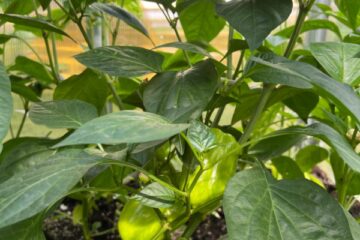 Darbi visu sajūtu dārzā 29