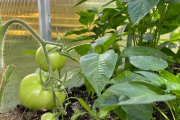 Darbi visu sajūtu dārzā 30