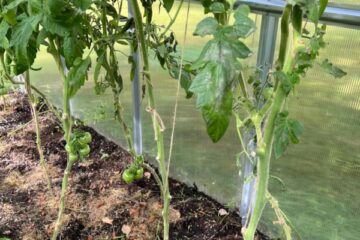 Darbi visu sajūtu dārzā 28