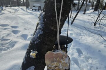 Atklātā nodarbība „Putnu nometnieku palīgi!” 9.grupa “Vardulēns” 41