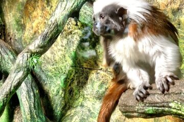 Latgales zoodārza brīnumaina pasaule 60