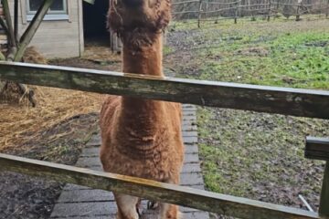 Piparkūku meistarklase Silenē 2025 42