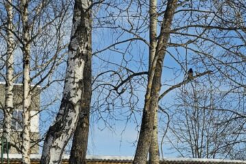 Atklātā nodarbība „Putnu nometnieku palīgi!” 9.grupa “Vardulēns” 46