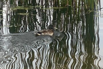 Eiropas Sporta nedēļa 2026 #BEACTIVE. Pārgājiens uz Aizpilsētas parku un meža ekspedīcija 41