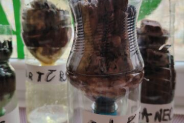 eTwinning projekts Future Steamers “Ūdens filtrēšana” 16