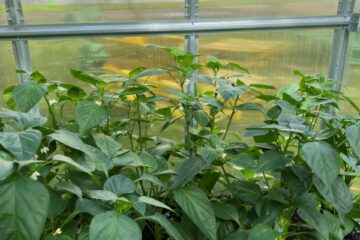 Darbi visu sajūtu dārzā 27