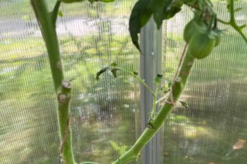 Darbi visu sajūtu dārzā 26