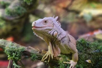 Latgales zoodārza brīnumaina pasaule