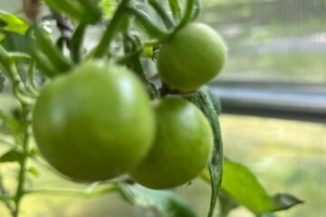 Darbi visu sajūtu dārzā 25